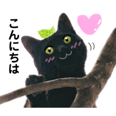 [LINEスタンプ] (^=エ=^)我が家のにゃん2