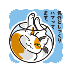 [LINEスタンプ] 三毛猫ミヨちゃん