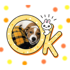 [LINEスタンプ] Jack_Russell_Terrier_3の画像（メイン）