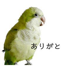 [LINEスタンプ] オキナインコ④