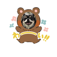 [LINEスタンプ] チワワ 葵ちゃん 2