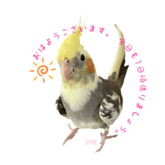 [LINEスタンプ] 仲良しインコズ