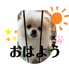 [LINEスタンプ] ポメラニアン万福プクプク3