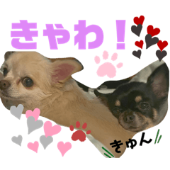 [LINEスタンプ] こはむぎげんまいver.2
