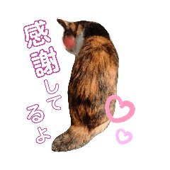 [LINEスタンプ] みけねこ暮らし