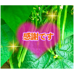 [LINEスタンプ] 野菜大好き！【日常言葉】