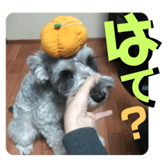 [LINEスタンプ] 愉快なオレオの日常