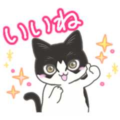 [LINEスタンプ] 毎日使えて便利な猫のスタンプ