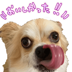 [LINEスタンプ] 愛犬Bigコナンちゃん