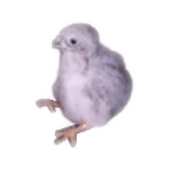 [LINEスタンプ] なんかムカつく鳥