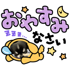 [LINEスタンプ] チワワのごましおスタンプ