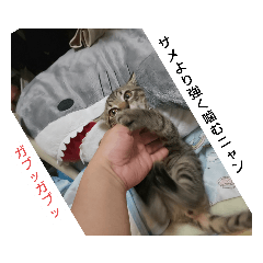 [LINEスタンプ] 愛猫とハムスター