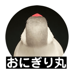 [LINEスタンプ] かわいい文鳥もいちゃんのスタンプ