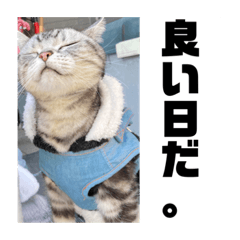[LINEスタンプ] アメショー 山形のとの