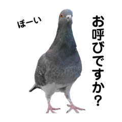 [LINEスタンプ] エサをもらいに来た鳩たち