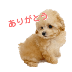 [LINEスタンプ] チャイ達のスタンプ
