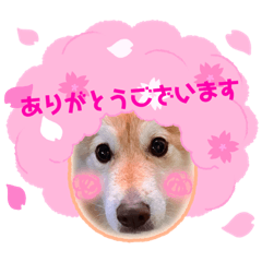 [LINEスタンプ] MIXもも 4歳半