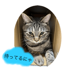 [LINEスタンプ] 待ってるにゃんこ2