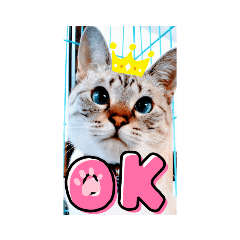 [LINEスタンプ] イケさんと義理の姉妹達