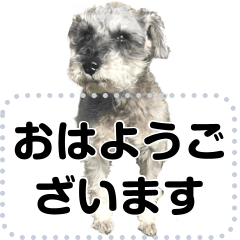 [LINEスタンプ] Benny Iwasaki