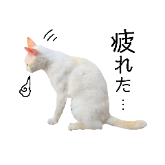 [LINEスタンプ] 猫は神スタンプ2