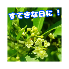 [LINEスタンプ] 挨拶に山野草を添えて 6