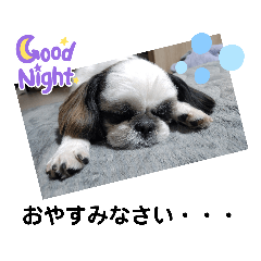 [LINEスタンプ] 我が家のシーズー犬もじゃ 23