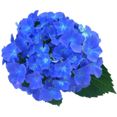 [LINEスタンプ] 紫陽花（文字無し）hydrangea