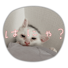 [LINEスタンプ] ちょろネコのちょろ