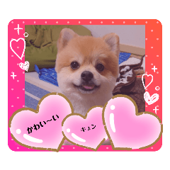 [LINEスタンプ] ポメラニアンうーちゃん♡スタンプ