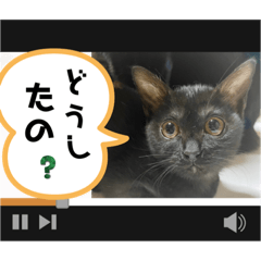 [LINEスタンプ] 黒猫一家(さくらの巻)