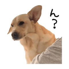 [LINEスタンプ] 様子のおかしい犬