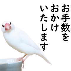 [LINEスタンプ] ことりカフェ心斎橋の鳥さんスタッフ写真編