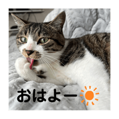 [LINEスタンプ] 新居ひめちゃんスタンプ