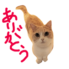 [LINEスタンプ] マンチカンの小太郎です。