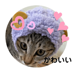 [LINEスタンプ] 日常に使えるにゃんこ