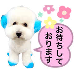 [LINEスタンプ] ビションフリーゼベンツくん4