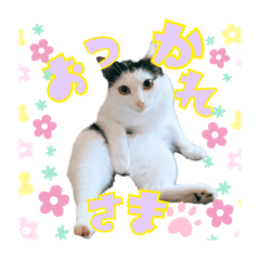 [LINEスタンプ] イエネコの日常。