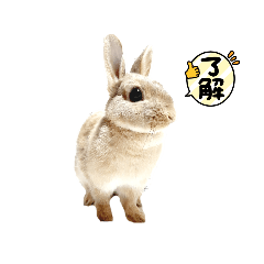 [LINEスタンプ] うさぎのルカ よく使うスタンプ(ネザー)