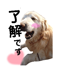 [LINEスタンプ] ごーるでんの暮らし 2