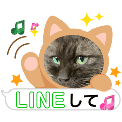 [LINEスタンプ] 黒猫一家(茶々様の巻)