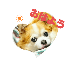 [LINEスタンプ] チワワのchapi part1