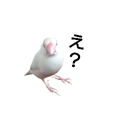 [LINEスタンプ] クリーム文鳥