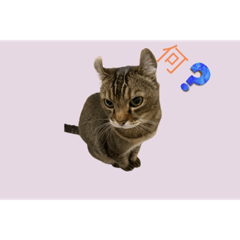 [LINEスタンプ] サバトラ猫スタンプ