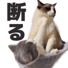 [LINEスタンプ] 毎日使える☆もふもふ猫スタンプ