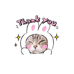 [LINEスタンプ] 猫がいっぱい❣️