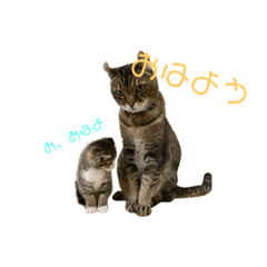 [LINEスタンプ] とらさば ねこ組