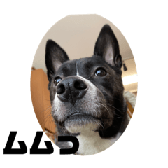 [LINEスタンプ] Japanese dog 『天』