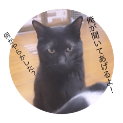 [LINEスタンプ] ガッシーねこーずシリーズ⑦くま