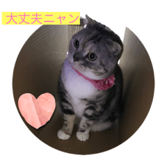 [LINEスタンプ] 猫 マチルダスタンプ